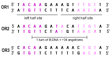 palindrome dna sequence example
