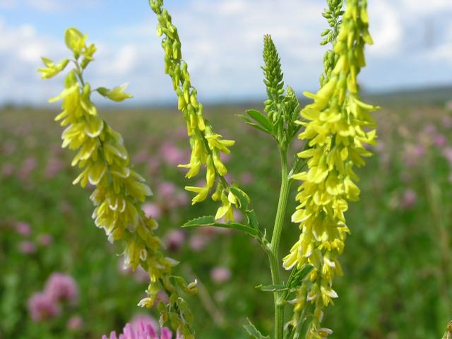 melilotus-officinalis-550