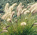 Grasses, sedges, and rushes