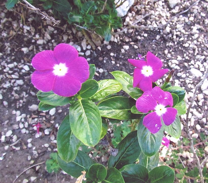 catharanthus-roseus-6538