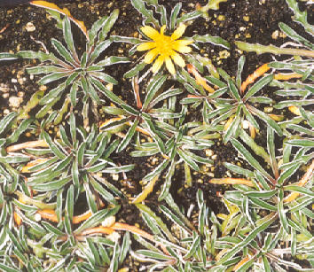 Picture of Dymondia margaretae