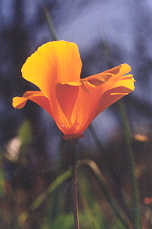 California poppy