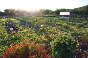SEEd Project Garden Tour