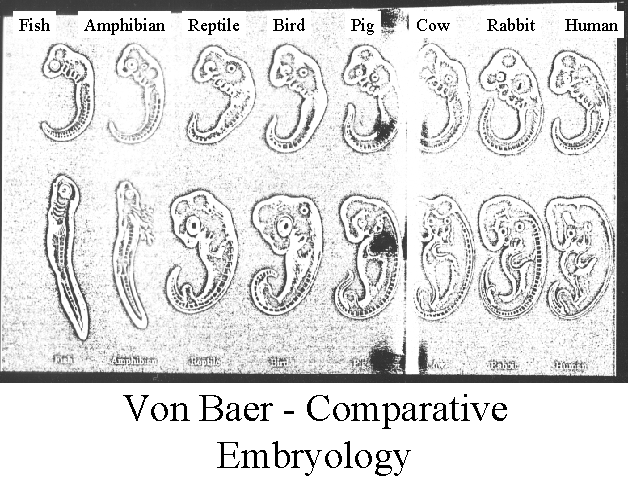 Von Baer Comparative Embryology