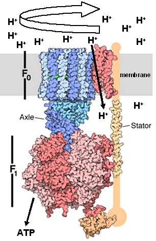 The structure and function of ATP synthases | MRC Mitochondrial Biology Unit