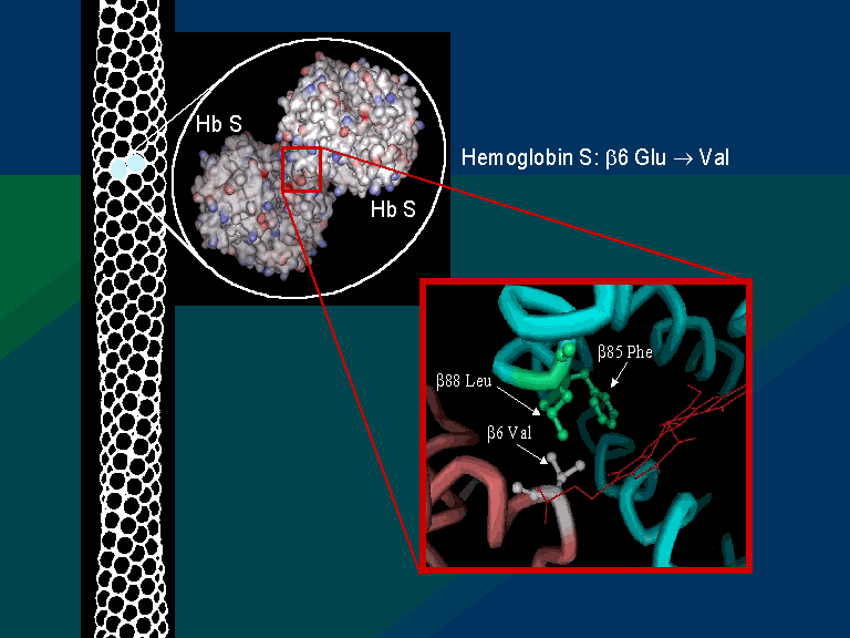 how does hemoglobin release oxygen hydrophobic amino acids