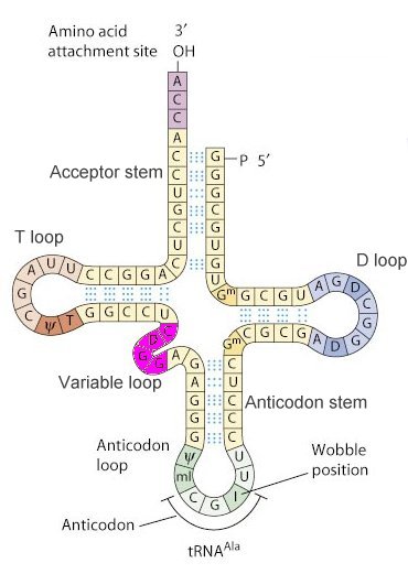 Trna Structure Trna Synthetases