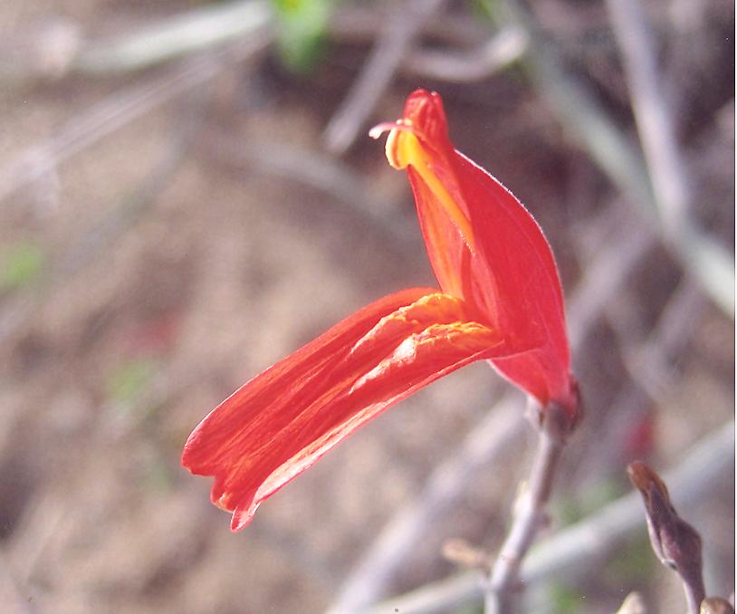 Chuparosa
