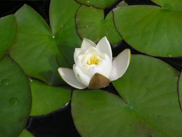 Picture of Nymphaea leibergii