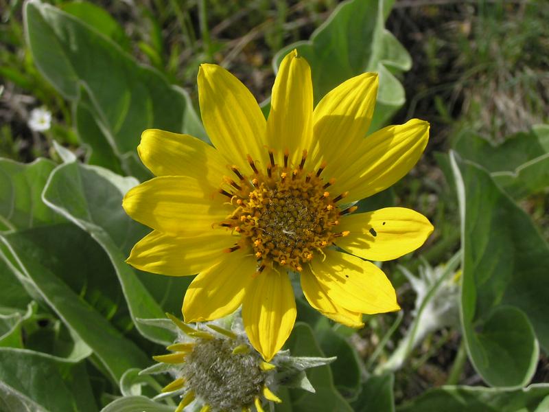 Balsamorhiza sagittata - 116