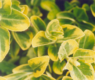 Picture of Euonymus japonica