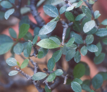 Bursera simplicifolia - 4743