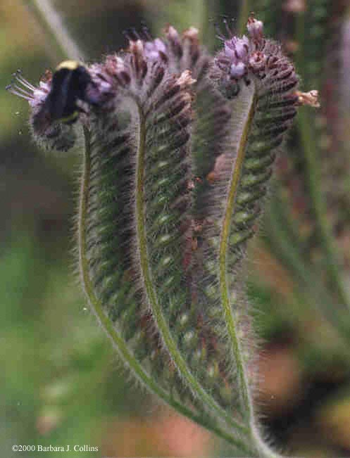 Picture of Phacelia cicutaria var. hispida