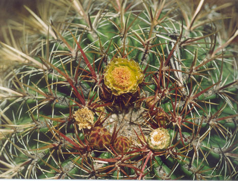 Picture of Ferocactus viridescens
