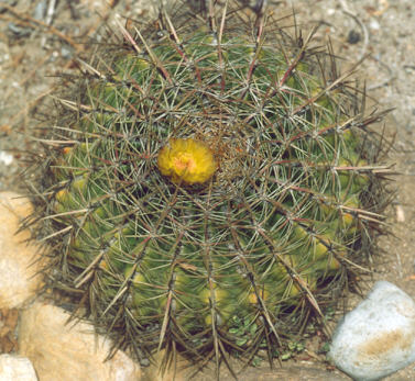 Picture of Ferocactus viridescens