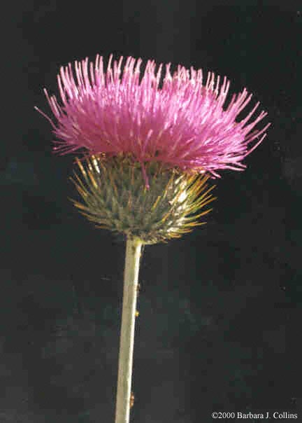 Picture of Cirsium occidentale var. californicum