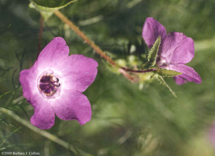 Picture of Pholistoma auritum