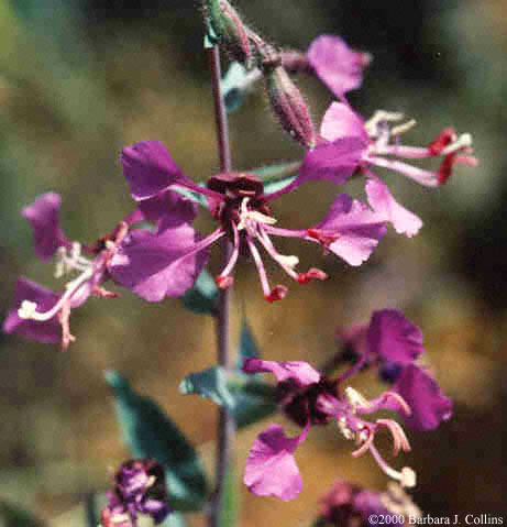 Picture of Clarkia unguiculata