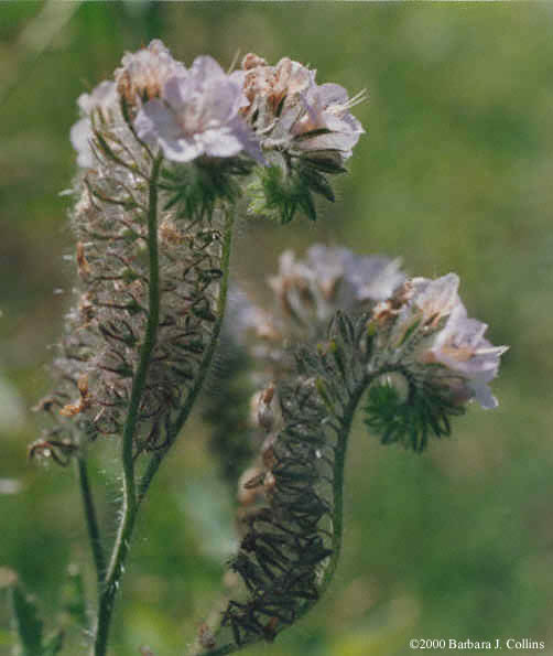 Picture of Phacelia cicutaria