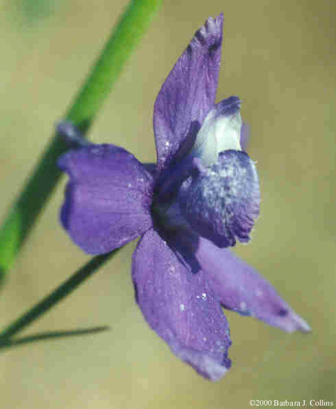 Picture of Delphinium parryi