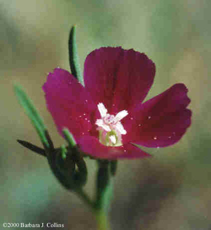 Picture of Clarkia purpurea ssp. quadrivulnera