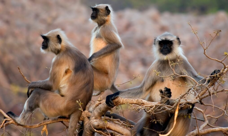 Meet Your Cousins: The Lemurs, Monkeys and Apes (Two Parts)