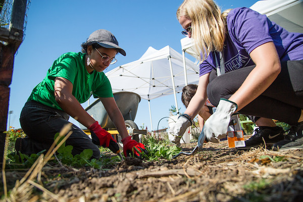 White Sage Planting