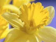Daffodil Days