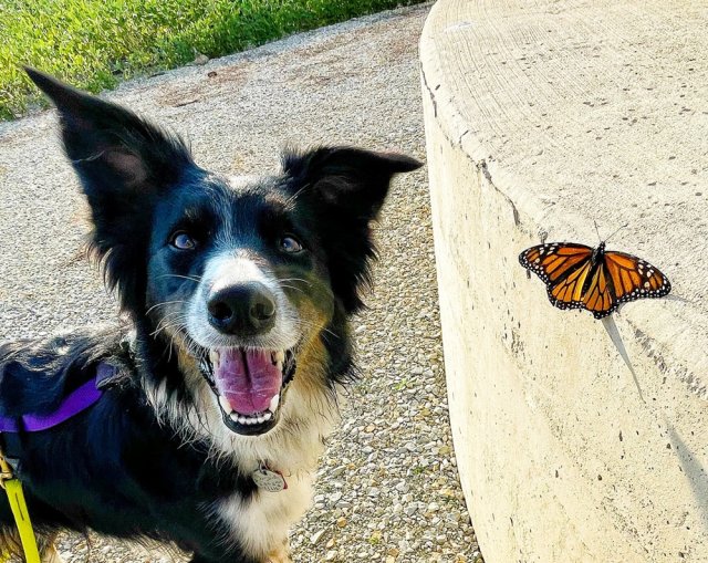 The Past, Present and Future of Conservation Detection Dogs